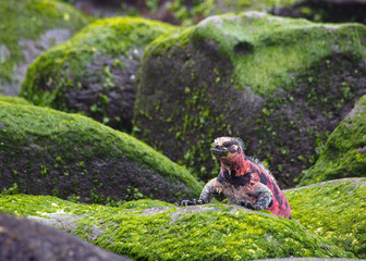 Marine Iguana on mossy rocks