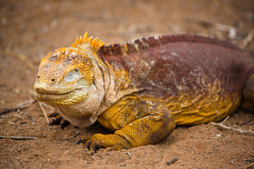 Happy Galapagos Iguana