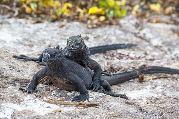 Pair of Iguanas