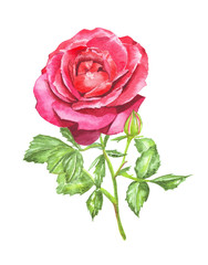 Separate red rose on the white background.Watercolor illustration. Hand drawn picture.