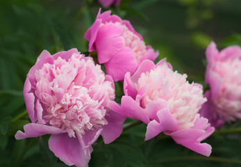 Group of fresh pink peonies in the garden in the summer. Closeup of beautiful purple Peony flower.