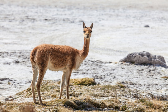 Lonely Vicuña