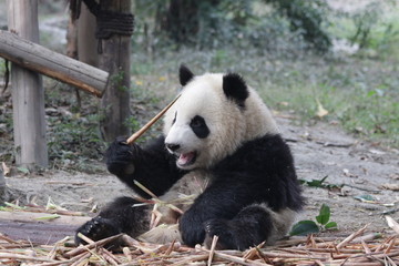 Little Panda Cub on plays on the Playground,China
