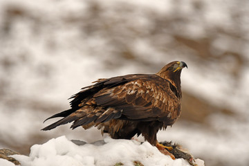 aguila real