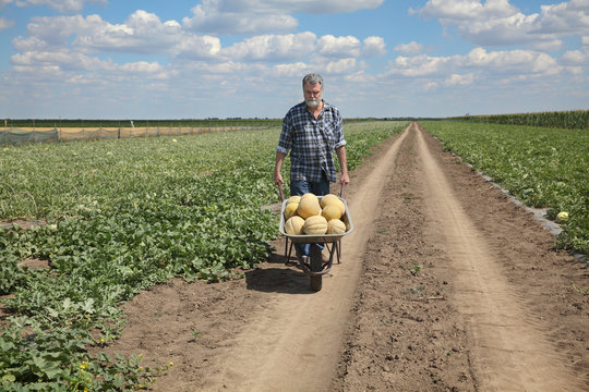 Farmer transport heap of melon in wheelbarrow in melon and watermelon field