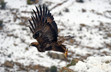 Aguila real despega de la roca