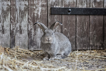 rabbit in field