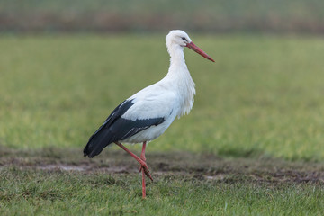 storch auf der wiese