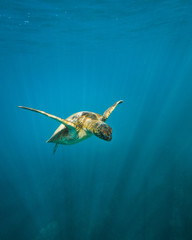 Hawaiian Green Sea Turtle in Flight
