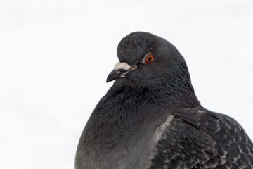 Pigeons on the snow. Slovakia