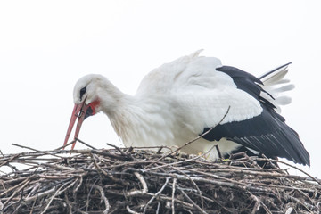 storch