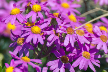 Wild pink chrysanthemum