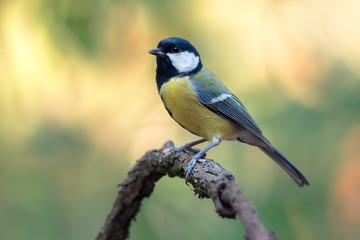 Great tit (Parus major)