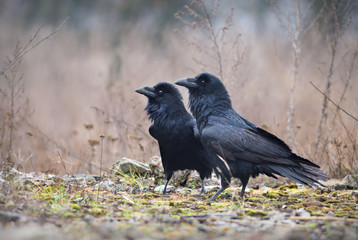 Ravens