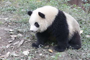 Cute Giant Panda Cub in China