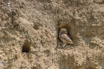 burrowing owl (athene cunicularia)