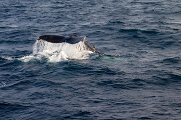 Naklejka premium Humpback Whale Tail Clearing Water Before Diving