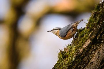 Eurasian nuthatch