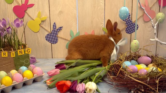Fluffy rabbit easter celebration traditional symbol concept smeling tulips