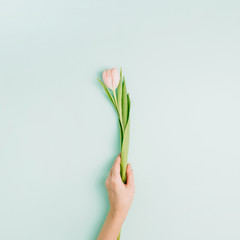 Woman hand hold pink tulip flower on blue background. Flat lay, top view minimal festive spring flower concept.
