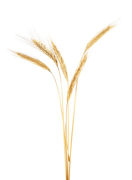 Spike of rye on a white background