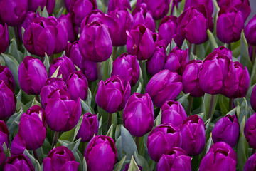 Close-up of a Field of Fuchsia Tulips in Amsterdam, Netherlands