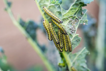 Cabbage White Butterfly Larvae