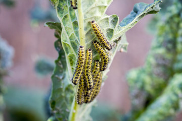 Cabbage White Butterfly Larvae