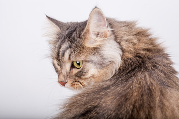 Siberian cat looking back
