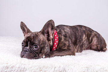 French bulldog lying in red collar