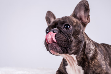 French bulldog licking his nose