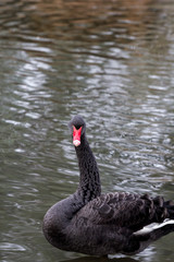 A black swan swimming on a lake