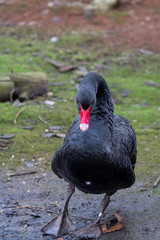 A black swan waddling in a park