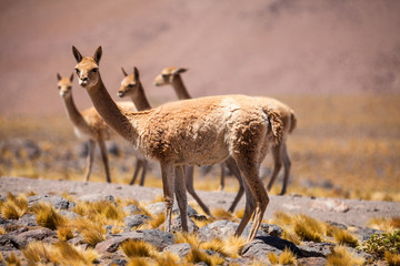 Vicunas in Argentina