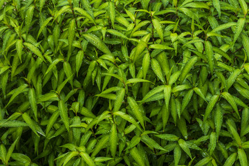 Fresh And Modern Decorate , Green Trending , nature, plant, leaf, texture, garden, summer, spring, leaves, natural, growth, environment, organic