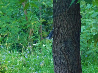 White-breasted Nuthatch on Tree