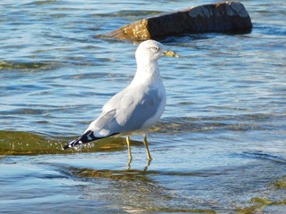 Sharp-eyed Seagull in River