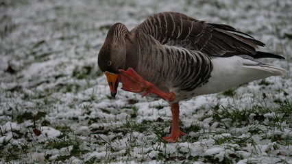 Oie cendrée, Parc de La Tête d'Or, Lyon 