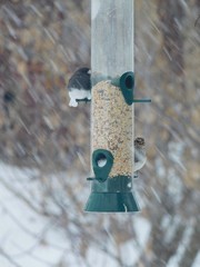 Dark-eyed Junco and White-crowned Sparrow