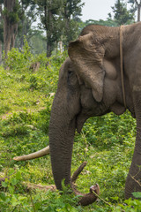 Fototapeta premium Coorg, India - October 29, 2013: Dubare Elephant Camp. Closeup of head of single tusk male elephant standing in the green jungle.