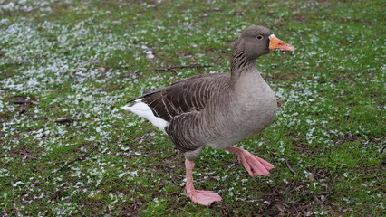 Oie cendrée, Parc de La Tête d'Or, Lyon