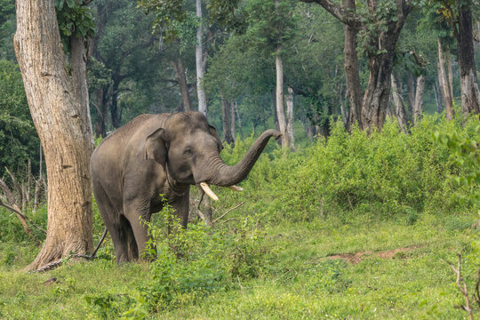 Fototapeta Coorg, India - October 29, 2013: Dubare Elephant Camp. Young chained male elephant stands in the green jungle and lifts its trunk up.