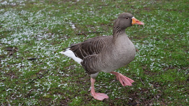 Oie cendrée, Parc de La Tête d'Or, Lyon