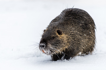 Big curious coypu (nutria) on the snow. Also known as water rat or Myocastor coypus.