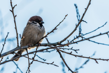 The house sparrow (Passer domesticus)