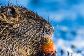 Big coypu eating carrot holding in small hands