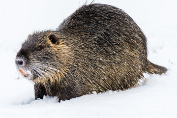Obraz premium Big curious coypu (nutria) on the snow. Also known as water rat or Myocastor coypus.