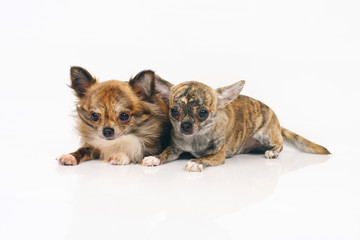 Fototapeta na wymiar Long-haired and short-haired brindle Chihuahua dogs lying indoors side by side on a white background