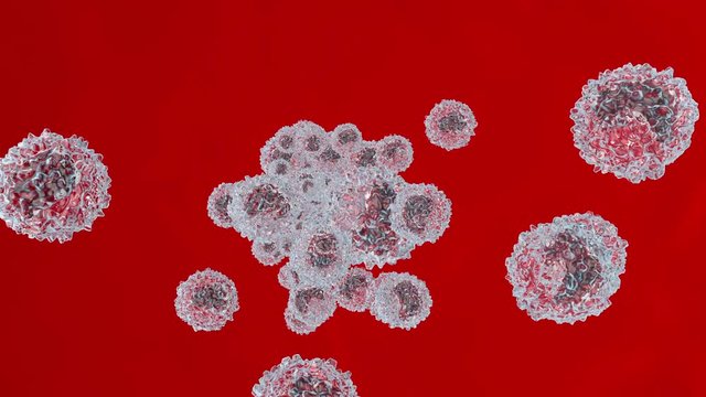 anatomically correct Erythrocytes and Monocyte cells flowing in the blood stream.
