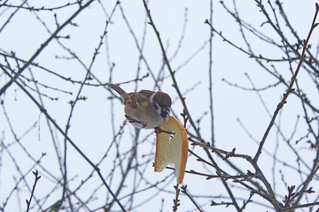sparrow sits on the branch and eats the bread